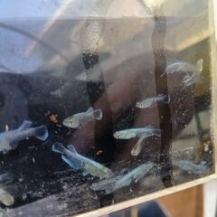 エメキンメダカ10匹（マリアージュキッシングワイドフィンエメラルドグアニン強）の画像