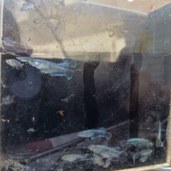 エメキンメダカ10匹（マリアージュキッシングワイドフィンエメラルドグアニン強）の画像