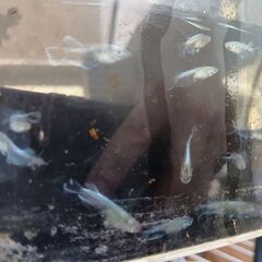 エメキンメダカ10匹（マリアージュキッシングワイドフィンエメラルドグアニン強）の画像