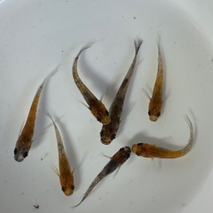 道中メダカ🌊和墨7匹サバンナ累代の画像