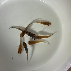 道中メダカ🌊和墨7匹サバンナ累代の画像