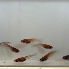 道中メダカ🌊和墨7匹サバンナ累代の画像