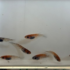 道中メダカ🌊和墨7匹サバンナ累代の画像