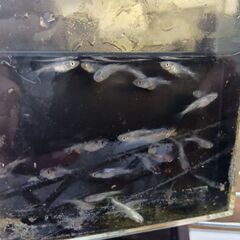 和墨白銀メダカ10匹の画像