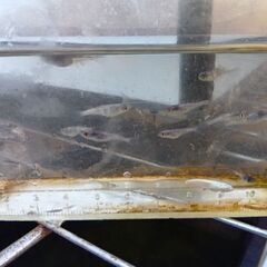 和墨白銀メダカ10匹の画像