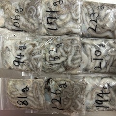 釣り餌用　シガヤーだこダコの画像