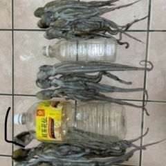 釣り餌用　シガヤーだこダコの画像