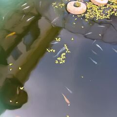 ミックスメダカ50匹の画像