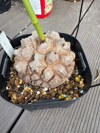 アフリカ亀甲竜