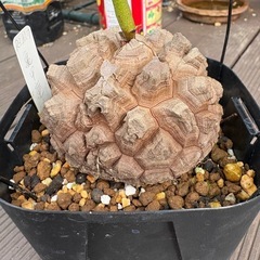 アフリカ亀甲竜　の画像