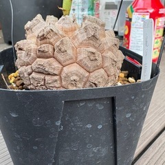 アフリカ亀甲竜　の画像