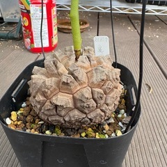 アフリカ亀甲竜　の画像