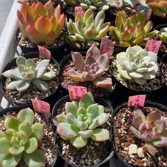🌵多肉植物Z　　1ポット100円の画像