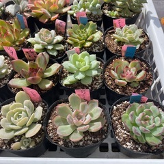 🌵多肉植物Z　　1ポット100円の画像