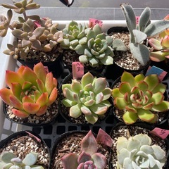 🌵多肉植物Z　　1ポット100円の画像