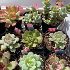 🌵多肉植物Z　　1ポット100円の画像
