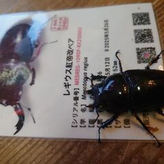 赤レギ紅帝改wアイ　使用済みペア❤️の画像