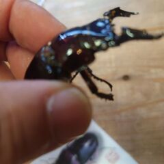 赤レギ紅帝改wアイ　使用済みペア❤️の画像