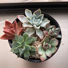 多肉植物寄せ植え　おまけ付きの画像