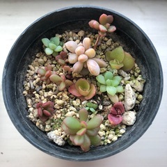 多肉植物寄せ植え　おまけ付きの画像