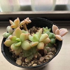 多肉植物寄せ植え　おまけ付きの画像