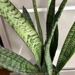 🌿サンスベリア🌿の画像