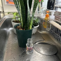 🌿サンスベリア🌿の画像