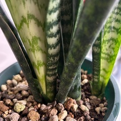 🌿サンスベリア🌿の画像