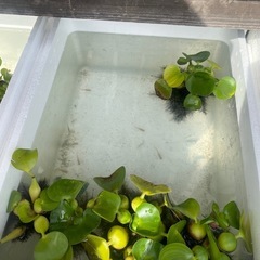 メダカ祭り🐟🏮👘✨の画像