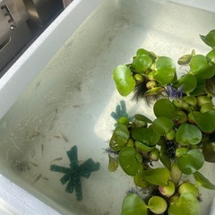 メダカ祭り🐟🏮👘✨の画像