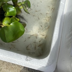 メダカ祭り🐟🏮👘✨の画像