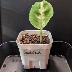 観葉植物 アグラオネマ ピクタム トリカラー 2025/11_Aの画像