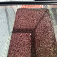 90センチ水槽、砂利！の画像