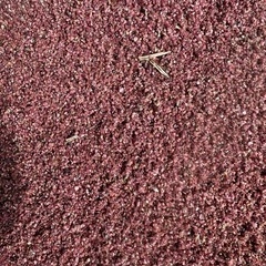 90センチ水槽、砂利！の画像