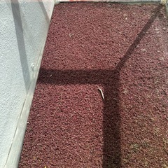 90センチ水槽、砂利！の画像