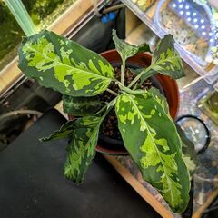 観葉植物 アグラオネマ ピクタム トリカラー 2025/11_Bの画像