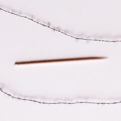 グレー毛糸2巻（約540g）の画像