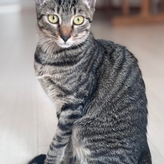 元気で甘えん坊の女の子　はな豆ちゃん