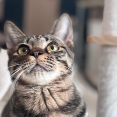 薬屋のひとりごとより　キジトラ赤羽