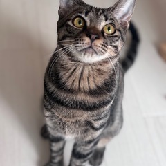 薬屋のひとりごとより　キジトラ　黒羽