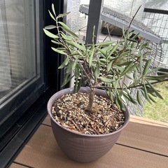 オリーブの画像