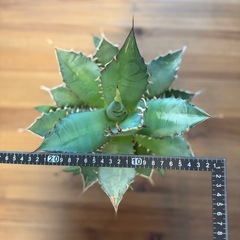 Agave アガベ《チタノタ》子株たくさん付いてます。の画像