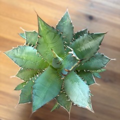 Agave アガベ《チタノタ》子株たくさん付いてます。の画像