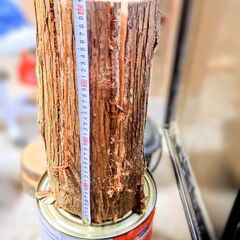 スウェーデントーチ　大の画像