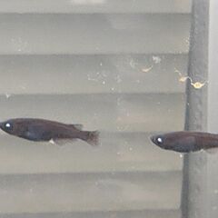 ★近松めだか（カイジメダカ）の画像