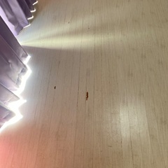 ウッドカーペットの画像