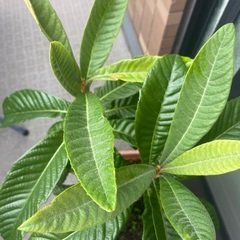 枇杷の苗(2株) 取引中の画像