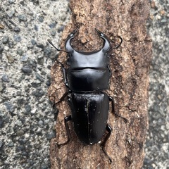 オオクワガタムシ ♂ 55㍉の画像