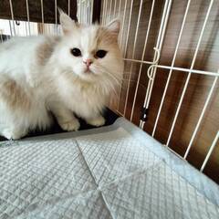 11月2日🌸✨すみれペットクリニック様でスコティッシュ🐈の譲渡会