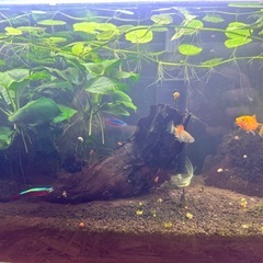 熱帯魚飼育セット2点（ミッキーマウスプラティ）の画像